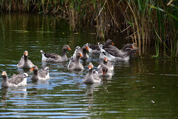 ducks on the water