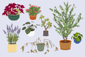 8 isolated house plants in pots with leaves and flowers