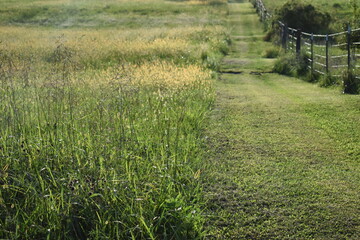 Wall Mural - Field