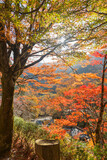 Fototapeta Morze - Appreciate the autumn leaves of Japan
