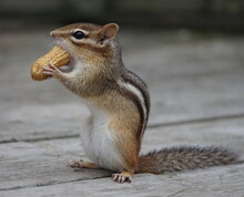 Close Up Of A Chipmunk Standind On Back Paws While Holding A Huge Peanut In His Front Paws Trying To Put The Peanut In His Mouth