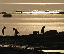 Silouhettes Of Children On The Beach Looking For Treasures At Dusk With A Beautiful Sunset Golden Color Sea As Background