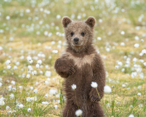 brown bear cub (ursus arctos) standing on its hind legs in the middle of the cotton grass on a finni