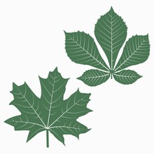Vector Illustration Of Green Maple And Chestnut Leaves On A White Background.