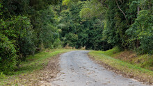 A Road Into Tropical Rainforest