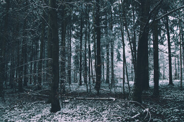 verschneiter Wald am Abend