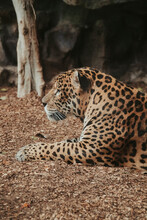 Vertical Shot Of A Sleeping Jaguar