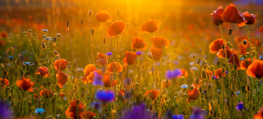 Wall Mural - poppy meadow in the light of the setting sun