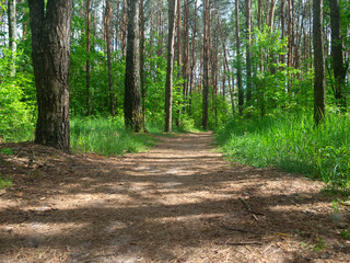 Wall Mural - sun rays in the spring forest