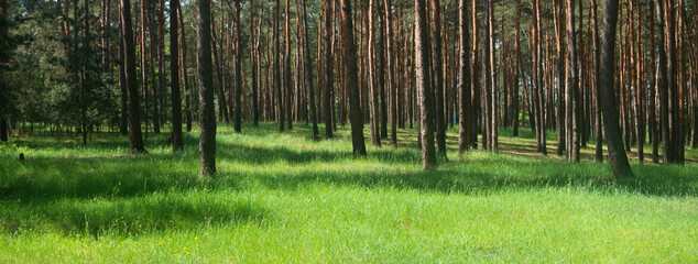 Poster - summer forest landscape