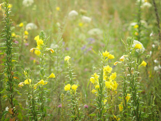 Canvas Print - wild flowers on a summer meadow