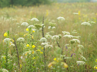 Canvas Print - wild flowers on a summer meadow