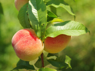 Wall Mural - Ripe delicious fruit