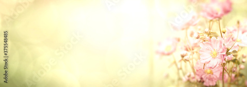 Fototapeta na drzwi i meble Beautiful pink anemone in sunlight against yellow background - floral summer and autumn banners / panorama