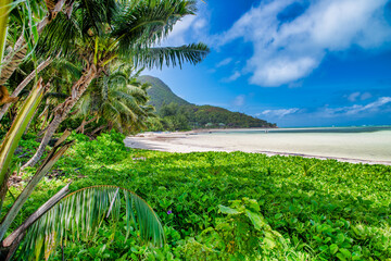 Wall Mural - Palm trees along the shoreline, tropical island scenario