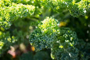 Sticker - Closeup shot of  green fresh broccoli - perfect for background