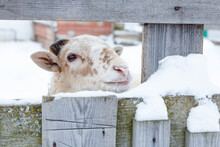 Domestic White Sheep With Brown Spots Peeps Out From Behind Wooden Fence In Winter, Looks At Camera. Livestock,farm Life