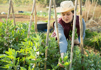 Positive woman farmer gardening on broad beans plantation