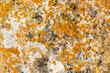 © dddoria - Wild gray stone covered with moss of gray, black and orange colors. Natural background with colorful moss