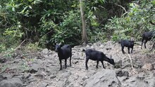 Black Goats (Bengal Goat) On The Edge Of The Rainforest. Voices Of Forest Inhabitants Are Heard, Kid And Female Bleating. Vietnam
