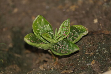 young small leafy plant on the ground