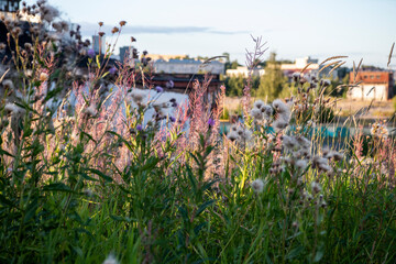 landscape in a city park in summer at sunset