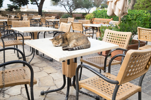 The pretty tabby cat sleeping on the table of the cafe in the upper Gardens of V Poster Mural XXL