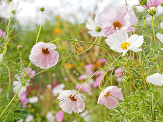 pink,white and blush cosmos'cupcakes' flower  blooming in the field