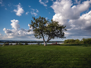 tree on a hill