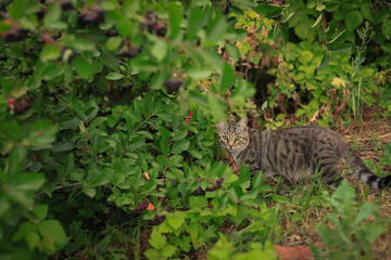 a gray tabby cat went hunting against a background of summer greenery