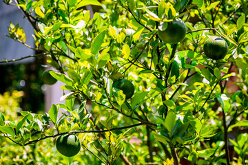 Close Up Photography of Fresh Juicy Green Orange Lemon Hanging from The Branches of Tree In Garden. Raw fruit plant with leaves in blur, bright sunny, summer nature background. Copy Space For Text.