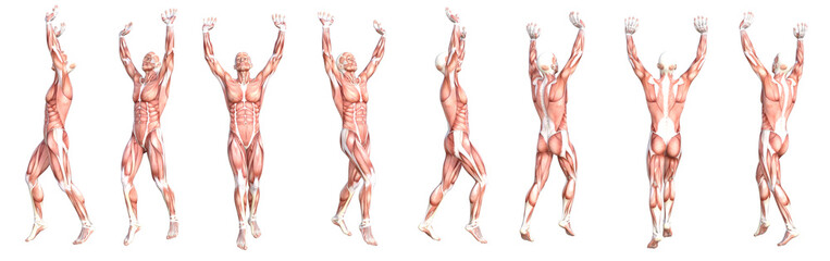 Wall Mural - Conceptual anatomy healthy skinless human body muscle system set. Athletic young adult man posing for education, fitness sport, medicine isolated on white background. Biology science 3D illustration