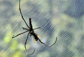 spider on the web