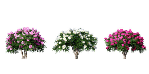 Wall Mural - 3d flowers treeisolated on white background 