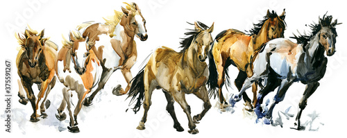 Fotomural running horses watercolor banner illustration