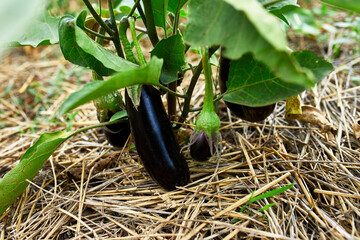 Ripe eggplant growing in the garden outdoor, agriculture, autumn harvest..