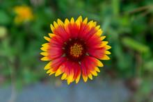 A Firewheel Flower Close Up