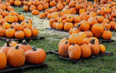 hope at miami lakes united methodist church pumpkin patch stock photo royalty free