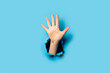 © Alex - Women's palm on a blue background. Hurray gesture, five fingers