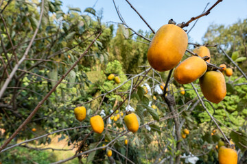 Canvas Print - persimmons on the tree