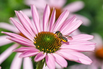 Wall Mural - Leafcutter Bee on Echinacea Flowers