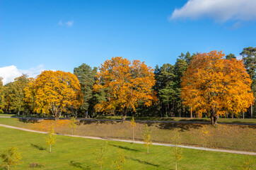 Panorama of autumn trees of bright yellow orange gold color. Fall season background. Rows of beautiful trees grow along the road on sunny day. Autumn view of colorful forest trees crowns foliage.