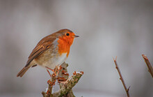 European Robin Perched On Branch	During Winter