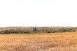 © Klochkov - A wide field with dried grass. A field with dry grass from the heat