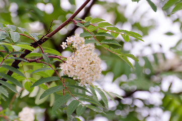 Flower of Sorbus aucuparia tree, commonly called rowan and mountain ash