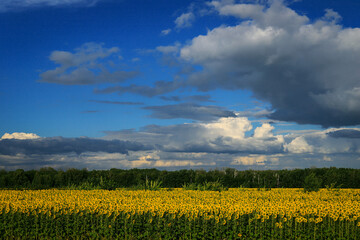 landscape with yellow fields of sunflowers and blue summer sky