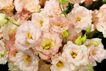 Wall Mural - Beautiful pink eustoma flower (lisianthus) in full bloom with green leaves. Bouquet in flower shop.