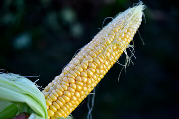 Wall Mural - Ripe yellow corn cob close up in the evening