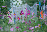 Fototapeta Maki - 
Flowers called kosmeya on a natural blurred background