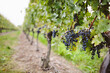© Sarah Lalone/Stocksy - late harvest wine grapes on the vine in niagara